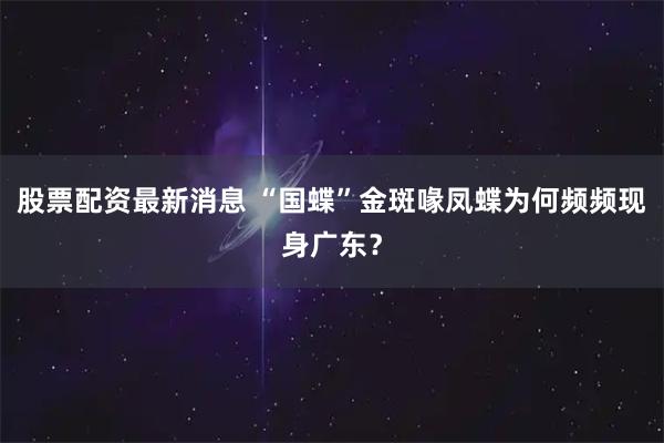 股票配资最新消息 “国蝶”金斑喙凤蝶为何频频现身广东？
